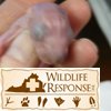Baby squirrels 022010 015
